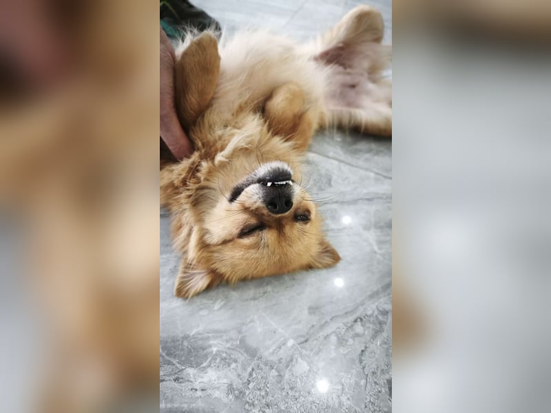 Bella sucht ihr Zuhause!