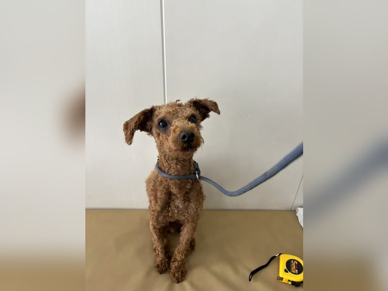 Jumbo sucht sein Zuhause