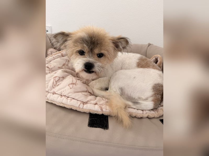 Gizmo sucht sein Zuhause!