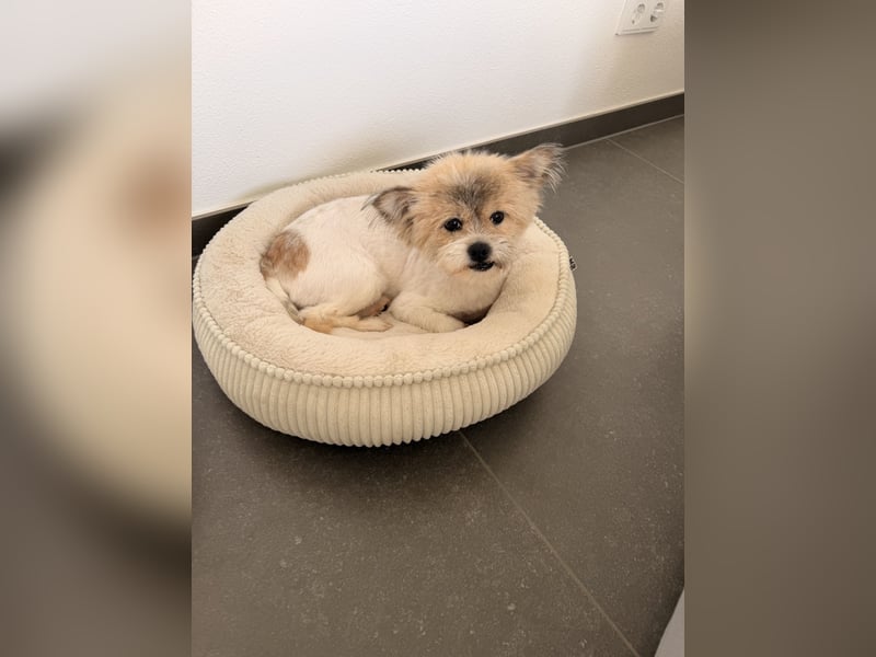 Gizmo sucht sein Zuhause!