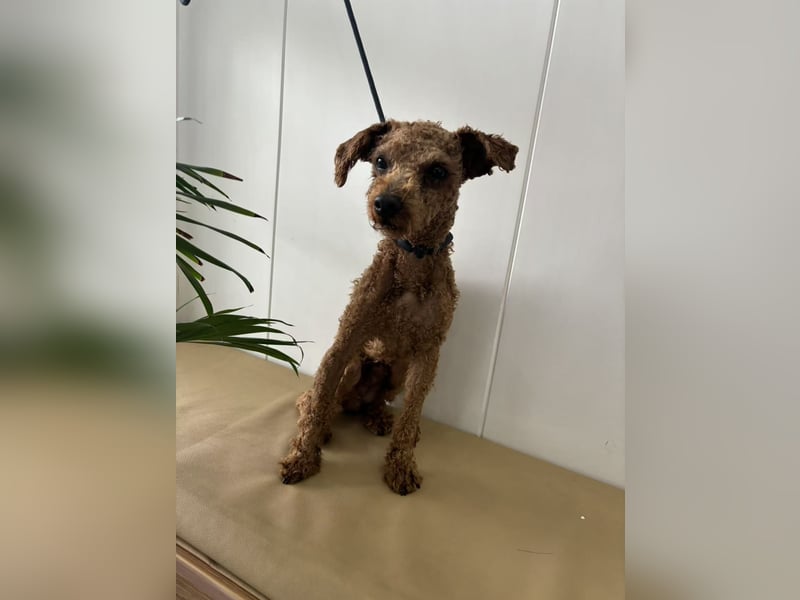 Jumbo sucht sein Zuhause