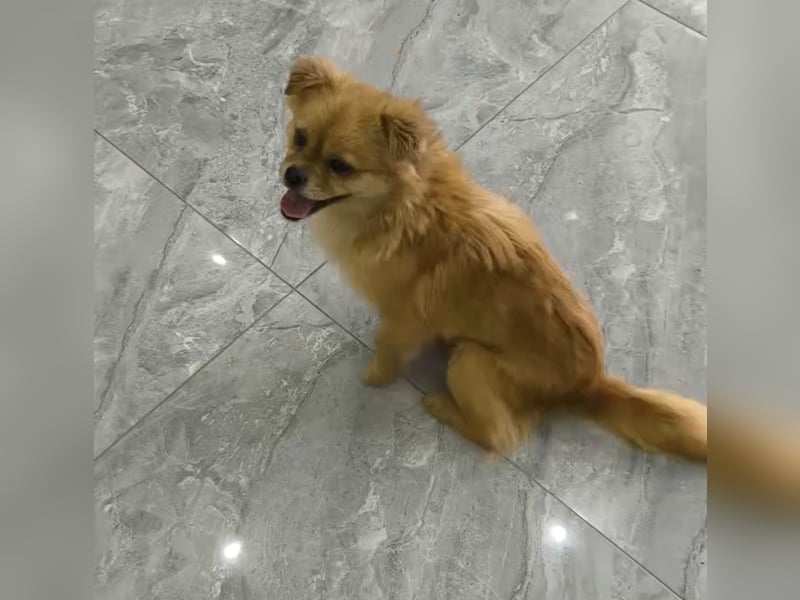 Bella sucht ihr Zuhause!