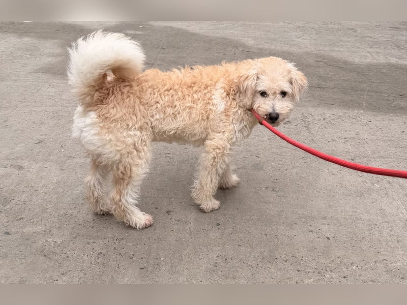 Ben sucht sein Zuhause!