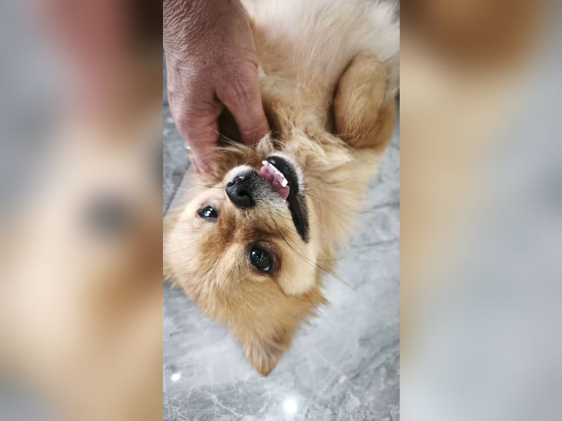 Bella sucht ihr Zuhause!