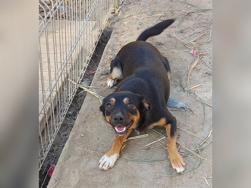 Ariana - kleine, sehr soziale und damit perfekte Anfängerhündin