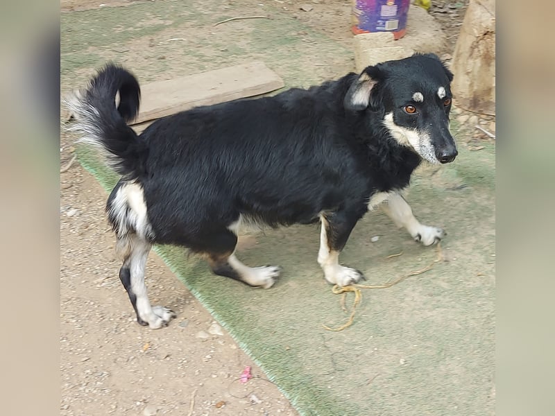 Daiana – treue Begleiterin mit der sanften Seele sucht ihr Glück