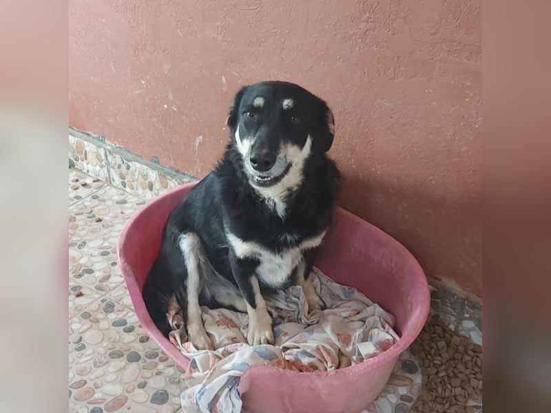 Daiana – treue Begleiterin mit der sanften Seele sucht ihr Glück