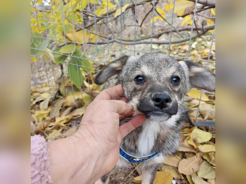 Hale - der kleine Sonnenschein