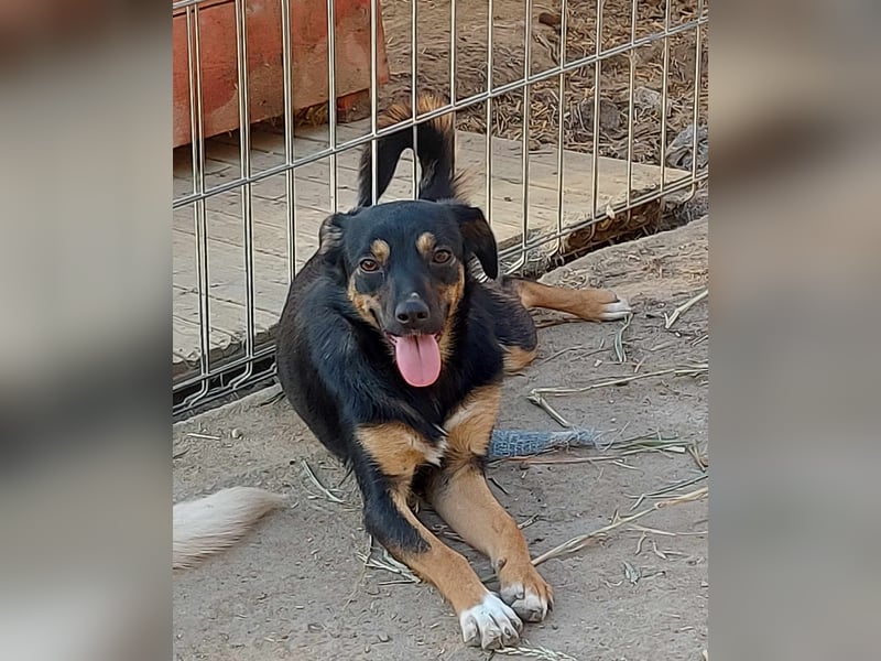 Ariana - kleine, sehr soziale und damit perfekte Anfängerhündin