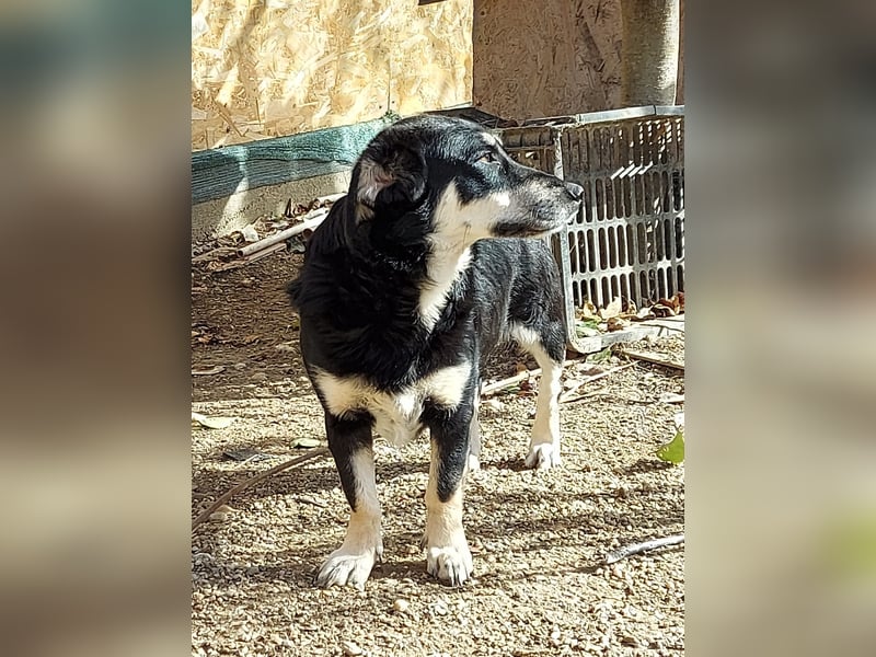 Daiana – treue Begleiterin mit der sanften Seele sucht ihr Glück