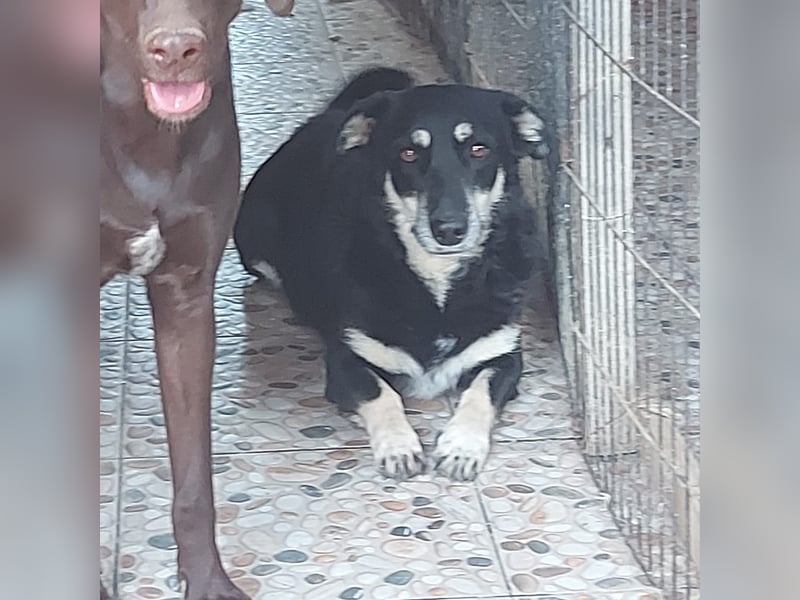 Daiana – treue Begleiterin mit der sanften Seele sucht ihr Glück