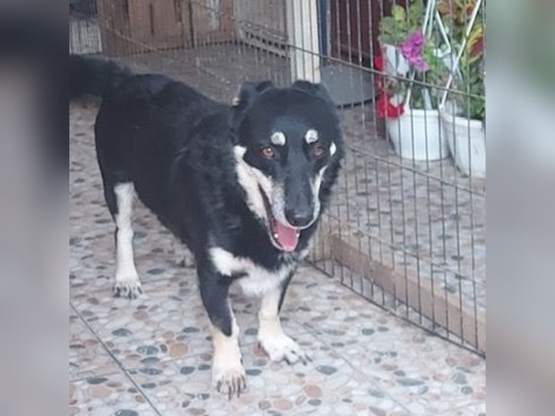 Daiana – treue Begleiterin mit der sanften Seele sucht ihr Glück