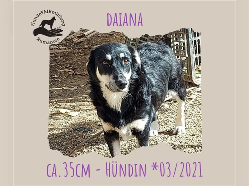 Daiana - klein, bildhübsch und sehr freundlich