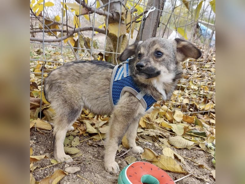 Hale - der kleine Sonnenschein