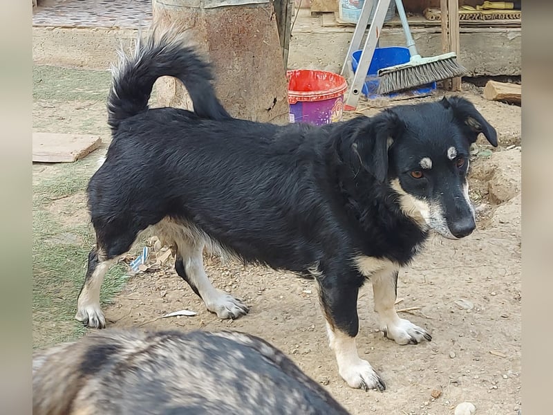 Daiana – treue Begleiterin mit der sanften Seele sucht ihr Glück