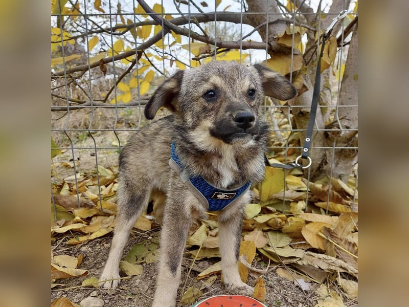 Hale - der kleine Sonnenschein