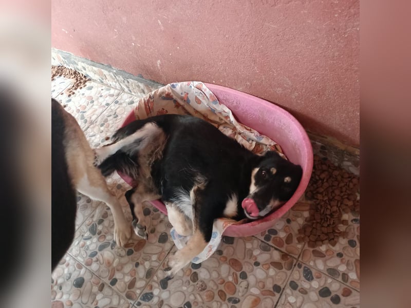 Daiana – treue Begleiterin mit der sanften Seele sucht ihr Glück