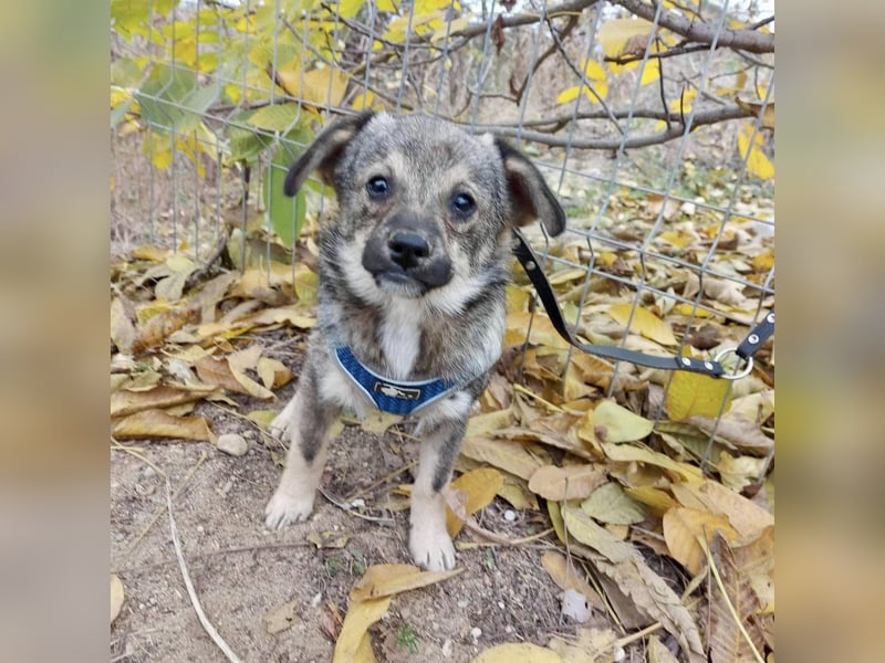 Hale - der kleine Sonnenschein