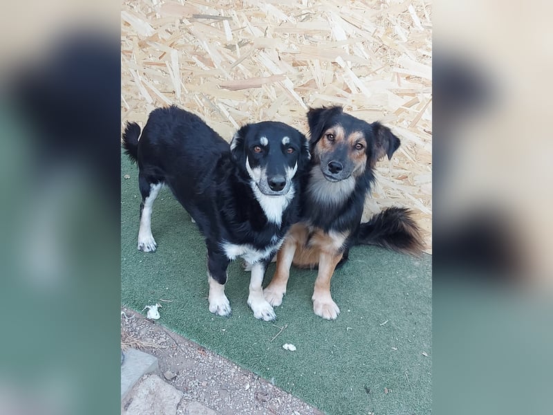 Daiana – treue Begleiterin mit der sanften Seele sucht ihr Glück