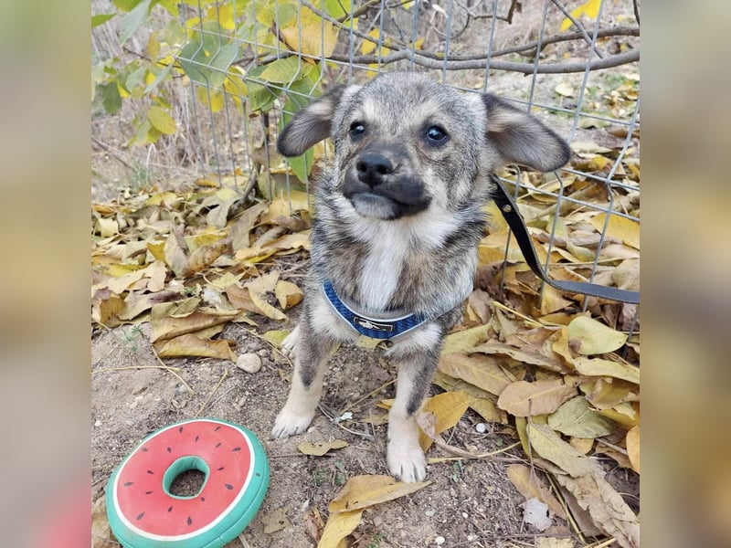 Hale - der kleine Sonnenschein