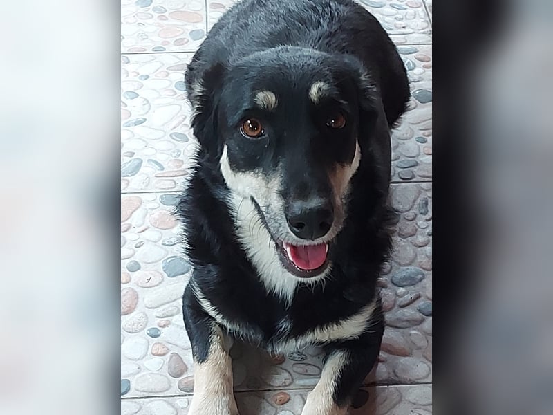 Traumhündin Daiana sucht ihr Für-Immer-Zuhause