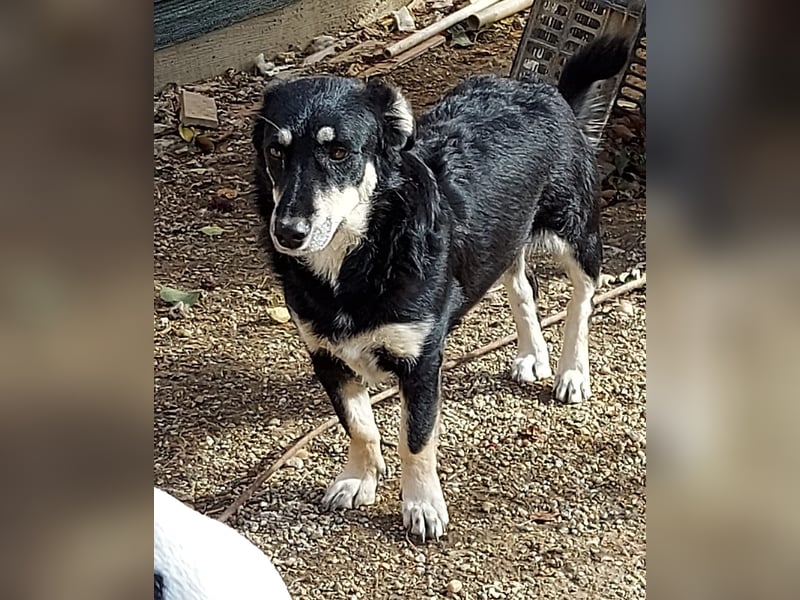 Daiana – treue Begleiterin mit der sanften Seele sucht ihr Glück