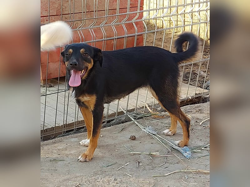 Ariana - kleine, sehr soziale und damit perfekte Anfängerhündin