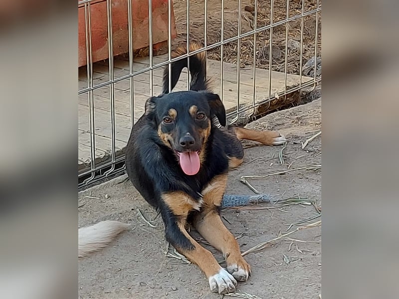 Ariana - kleine, sehr soziale und damit perfekte Anfängerhündin