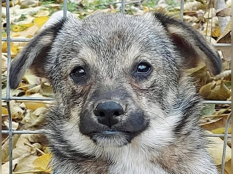 Hale - der kleine Sonnenschein