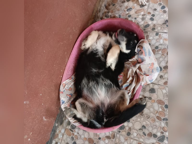 Traumhündin Daiana sucht ihr Für-Immer-Zuhause