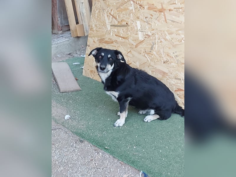 Daiana – treue Begleiterin mit der sanften Seele sucht ihr Glück