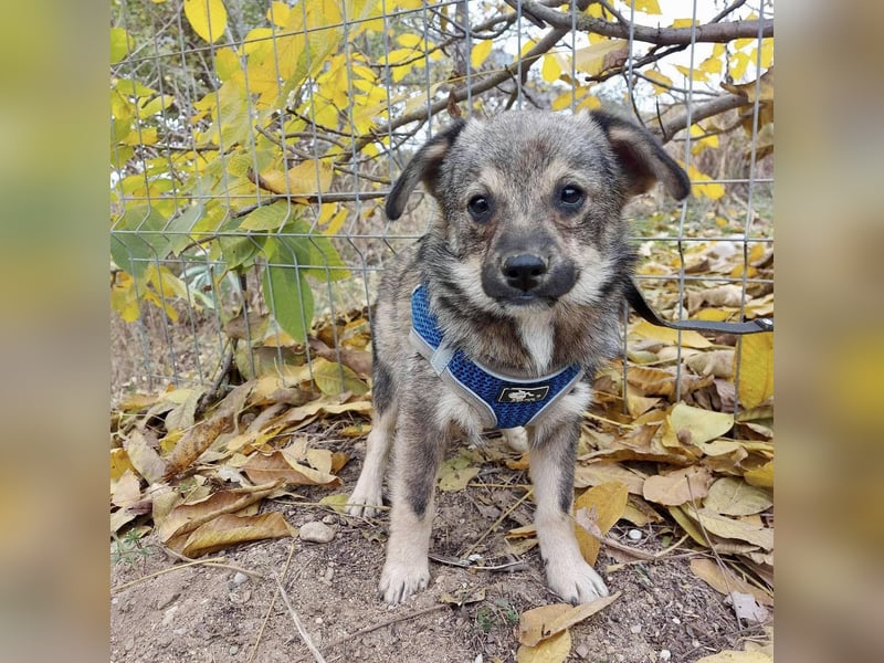 Hale - der kleine Sonnenschein