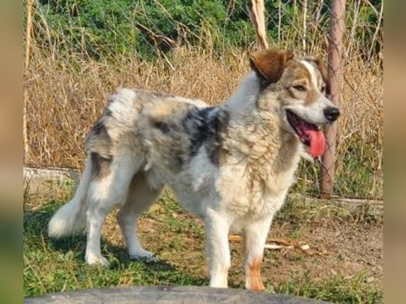 Leo