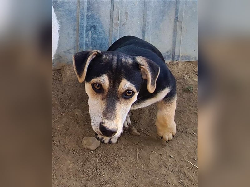 Draco
