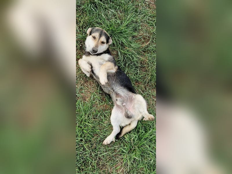 Draco