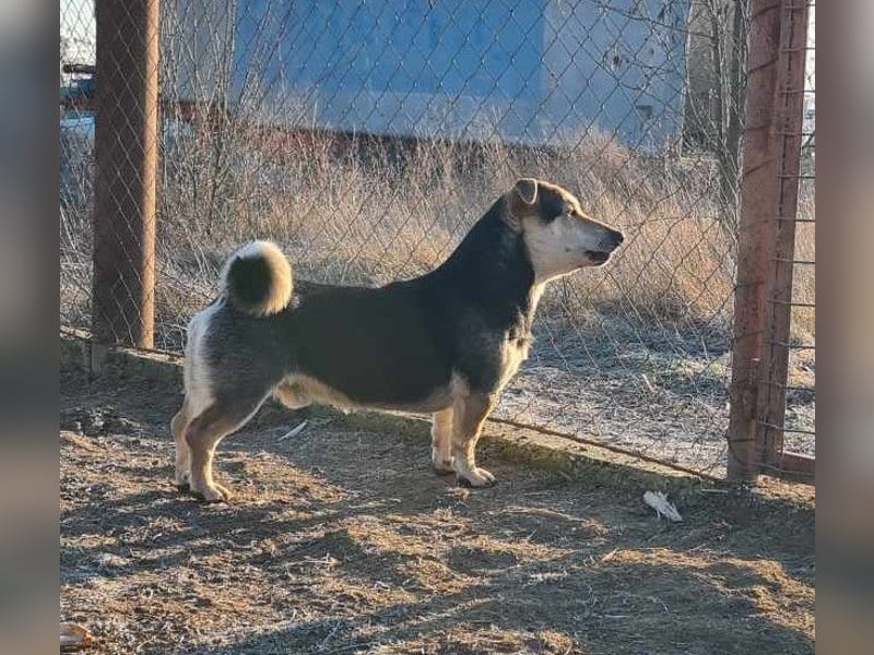 Draco
