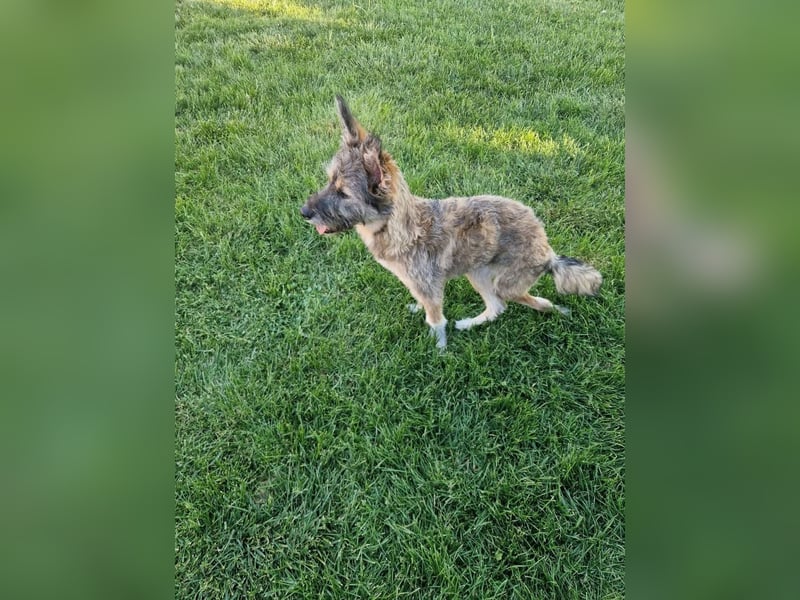 Leia