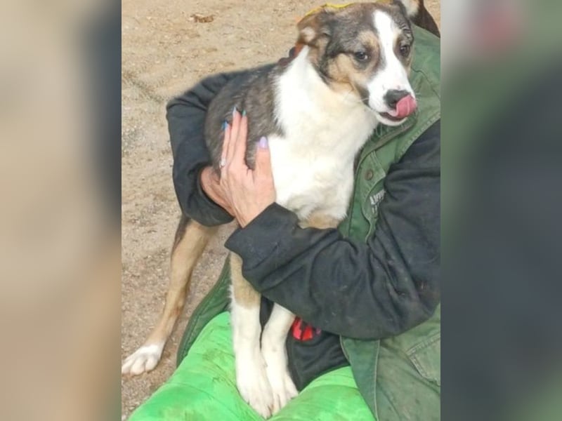 Cedric Junghund Rüde