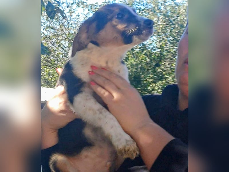 BILLY  , Welpe, Rüde, Schwarz-braun-ein fröhlicher, neugieriger kleiner Welpe sucht sein Zuhause