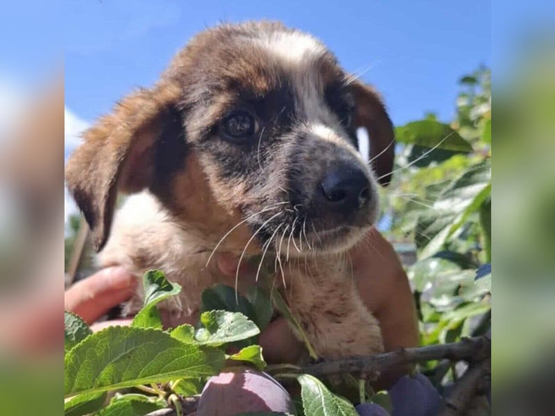 BILLY  , Welpe, Rüde, Schwarz-braun-ein fröhlicher, neugieriger kleiner Welpe sucht sein Zuhause