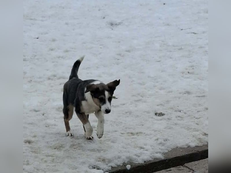 Cedric Junghund Rüde