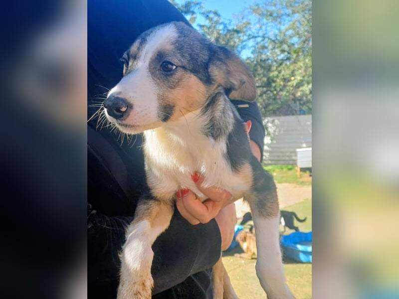 Cedric Junghund Rüde