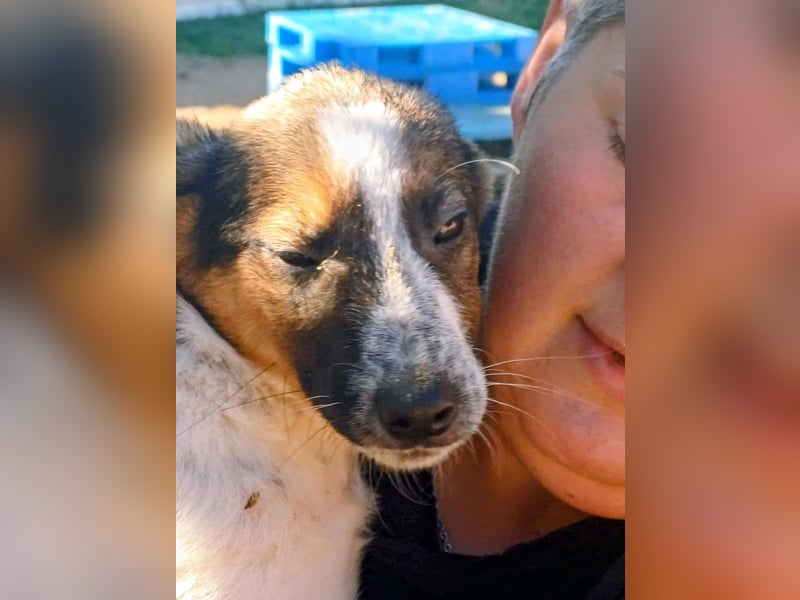 BILLY  , Welpe, Rüde, Schwarz-braun-ein fröhlicher, neugieriger kleiner Welpe sucht sein Zuhause