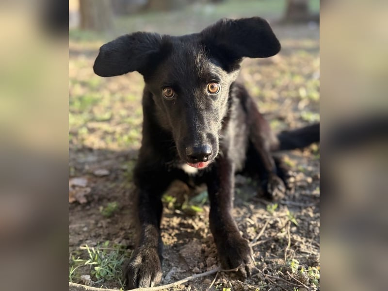 Ikko ein kleiner unglücklicher Engel