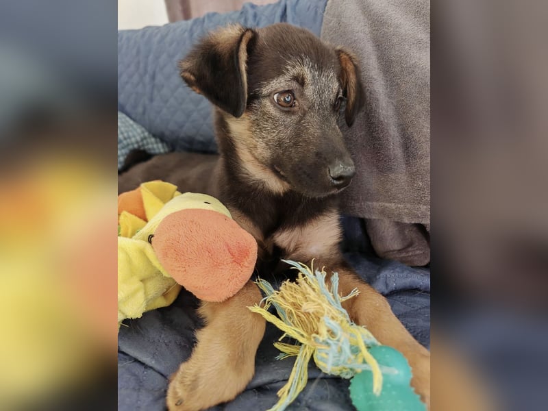 Penny ein sehr braves Welpenmädchen