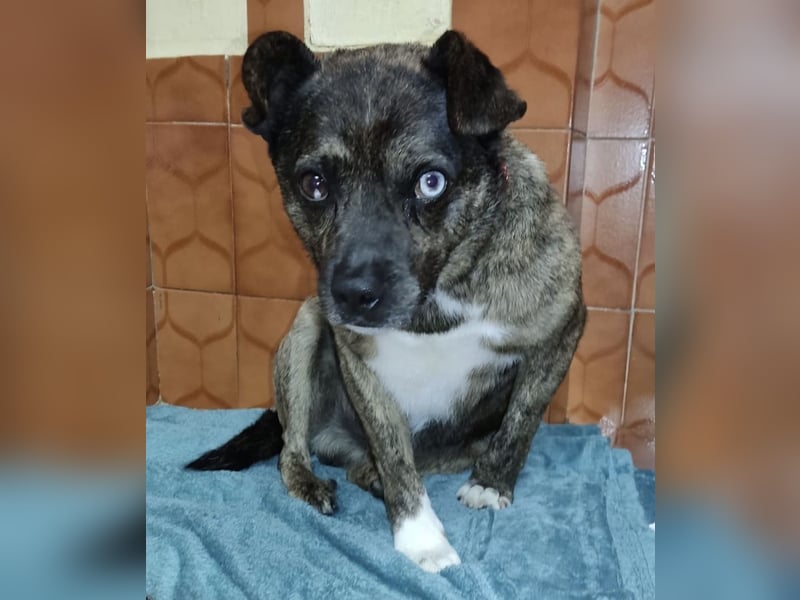 Edo - ein grausames Schicksal