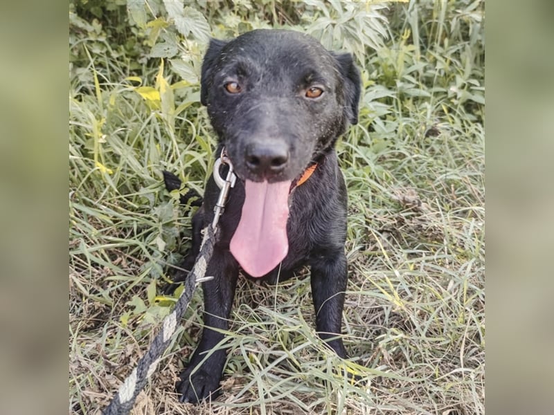 Mao ein mini Familienhund