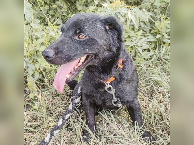 Mao ein mini Familienhund