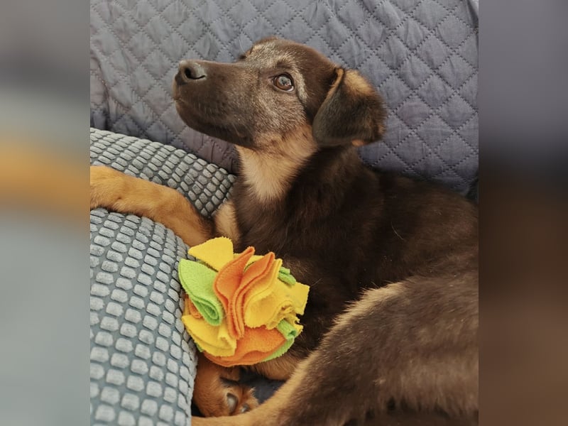 Penny ein sehr braves Welpenmädchen