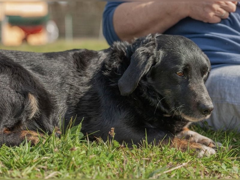 Karlo braucht erfahrene Menschen